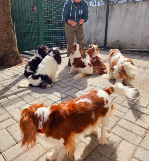 Área de recreação com cães